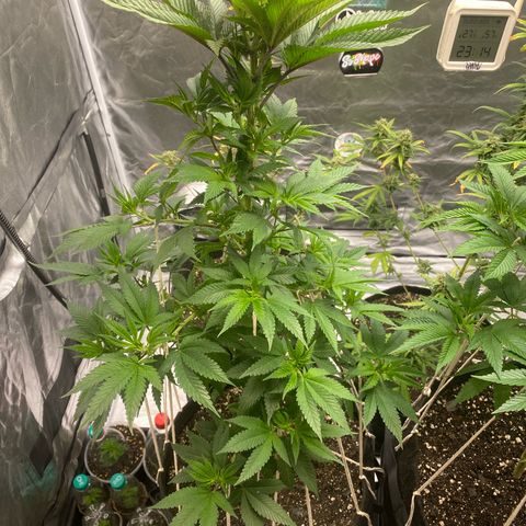 4ª - Purple Kush - Foto - DentistaSeeds  growlog timeline photo