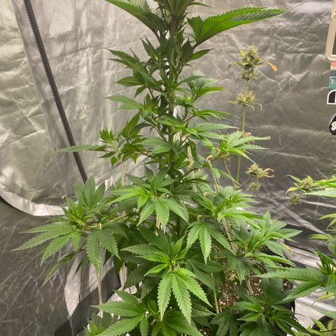 4ª - Purple Kush - Foto - DentistaSeeds  growlog timeline photo