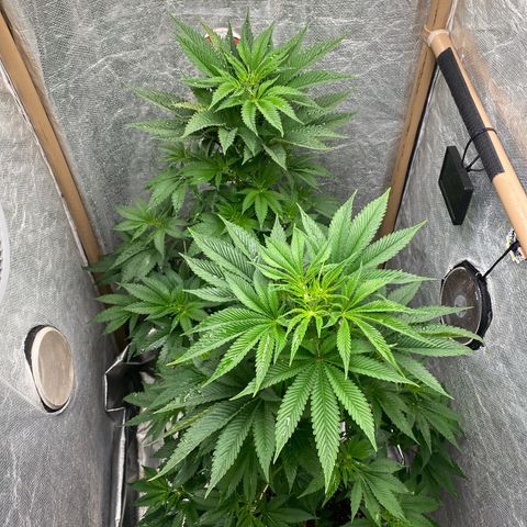4ª - Purple Kush - Foto - DentistaSeeds  growlog photo: Pós rega 🙌🏼