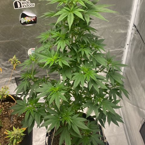 4ª - Purple Kush - Foto - DentistaSeeds  growlog timeline photo
