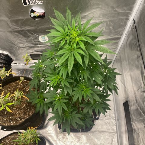 4ª - Purple Kush - Foto - DentistaSeeds  growlog timeline photo