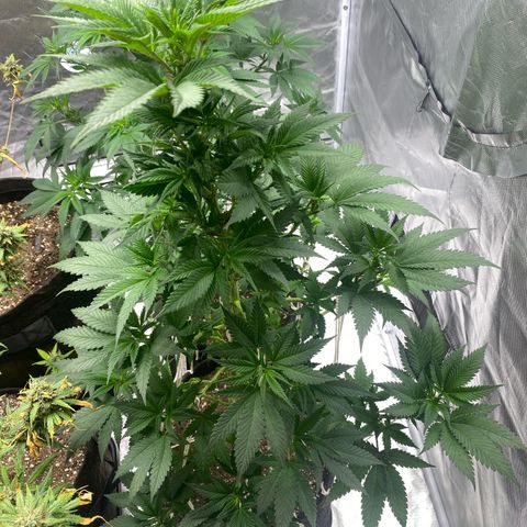 2ª - Purple Kush - Foto - DentistaSeeds growlog timeline photo