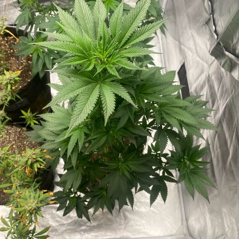 2ª - Purple Kush - Foto - DentistaSeeds growlog timeline photo