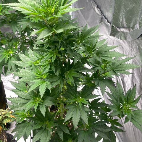 2ª - Purple Kush - Foto - DentistaSeeds growlog timeline photo
