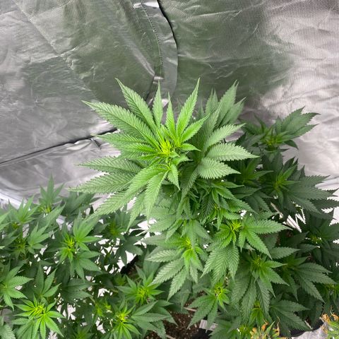 2ª - Purple Kush - Foto - DentistaSeeds growlog timeline photo