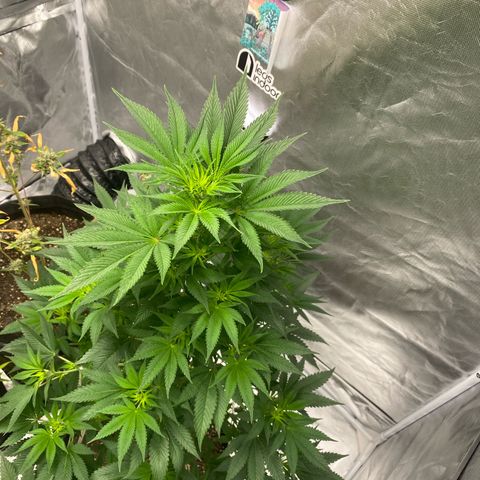 4ª - Purple Kush - Foto - DentistaSeeds  growlog timeline photo