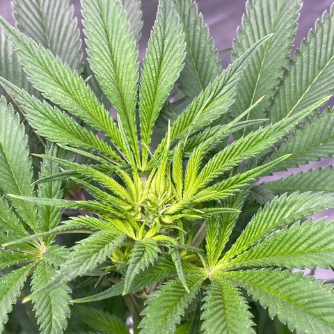 4ª - Purple Kush - Foto - DentistaSeeds  growlog timeline photo