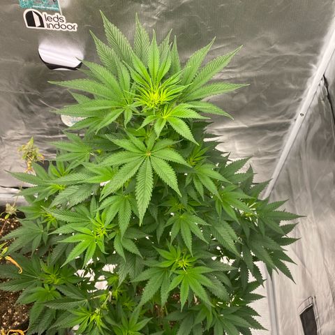4ª - Purple Kush - Foto - DentistaSeeds  growlog timeline photo