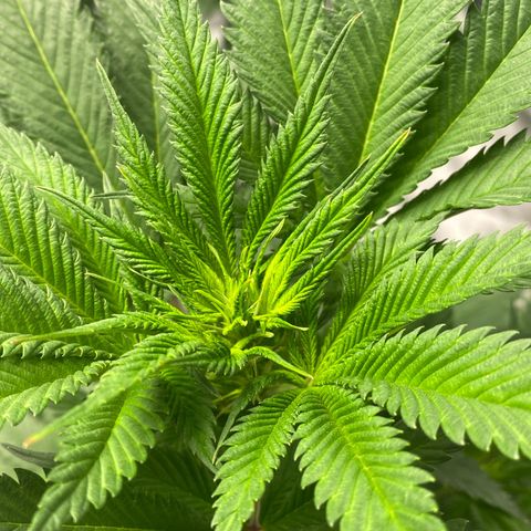 2ª - Purple Kush - Foto - DentistaSeeds growlog timeline photo