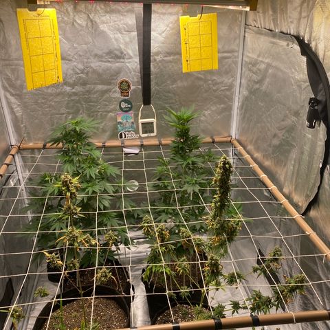 4ª - Purple Kush - Foto - DentistaSeeds  growlog photo: Scrog improvisado 🙌🏼🫠