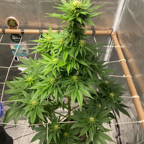 4ª - Purple Kush - Foto - DentistaSeeds  growlog timeline photo