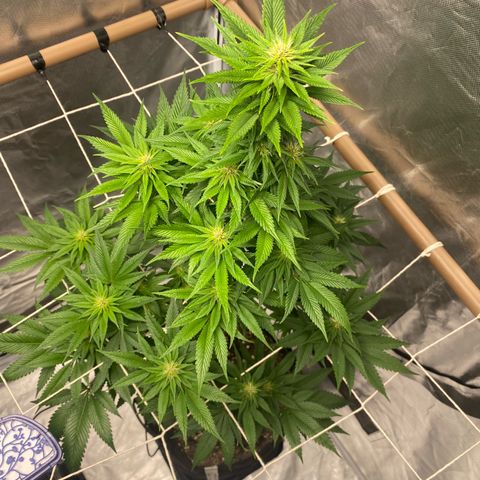 4ª - Purple Kush - Foto - DentistaSeeds  growlog timeline photo
