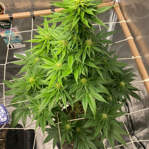 4ª - Purple Kush - Foto - DentistaSeeds  growlog timeline photo