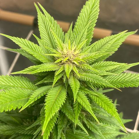 2ª - Purple Kush - Foto - DentistaSeeds growlog timeline photo