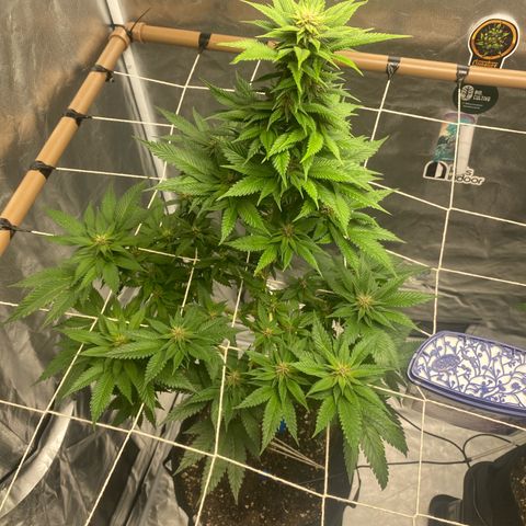 2ª - Purple Kush - Foto - DentistaSeeds growlog timeline photo