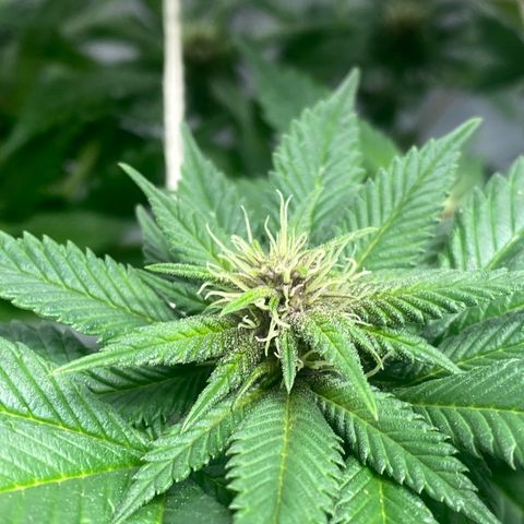 2ª - Purple Kush - Foto - DentistaSeeds growlog timeline photo