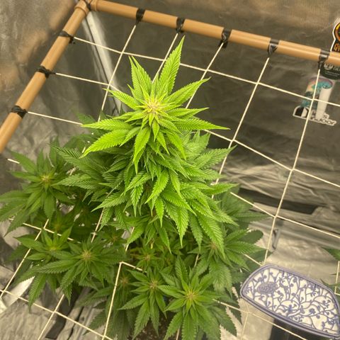 2ª - Purple Kush - Foto - DentistaSeeds growlog timeline photo