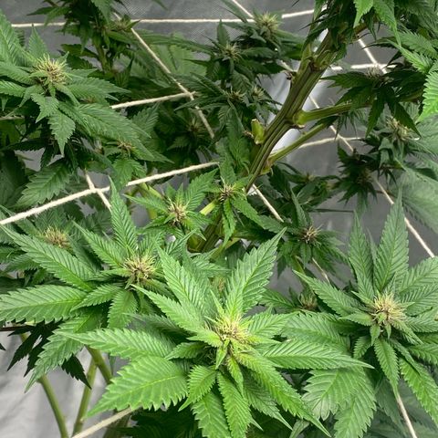2ª - Purple Kush - Foto - DentistaSeeds growlog timeline photo