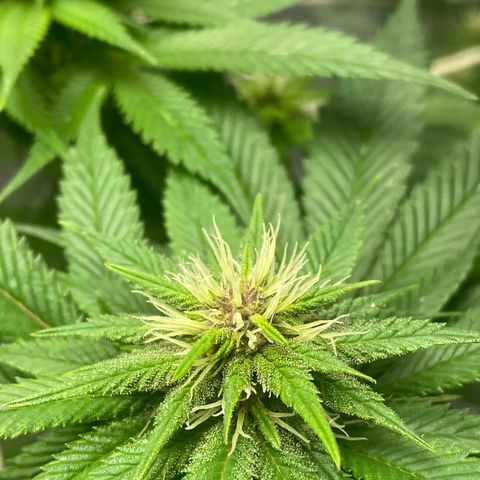4ª - Purple Kush - Foto - DentistaSeeds  growlog timeline photo