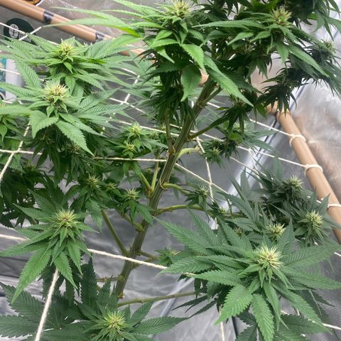 4ª - Purple Kush - Foto - DentistaSeeds  growlog timeline photo