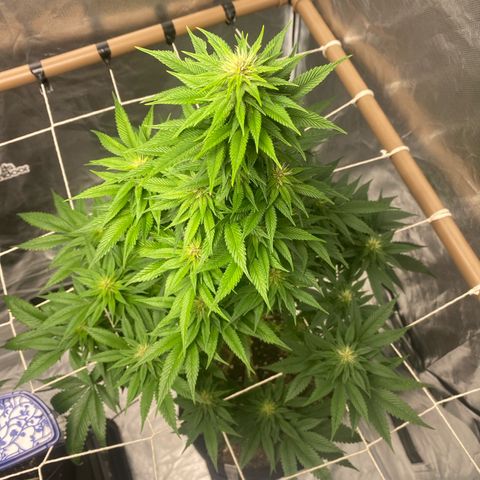 4ª - Purple Kush - Foto - DentistaSeeds  growlog timeline photo