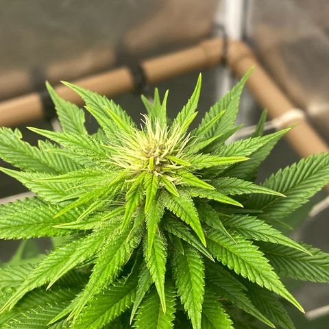 4ª - Purple Kush - Foto - DentistaSeeds  growlog timeline photo