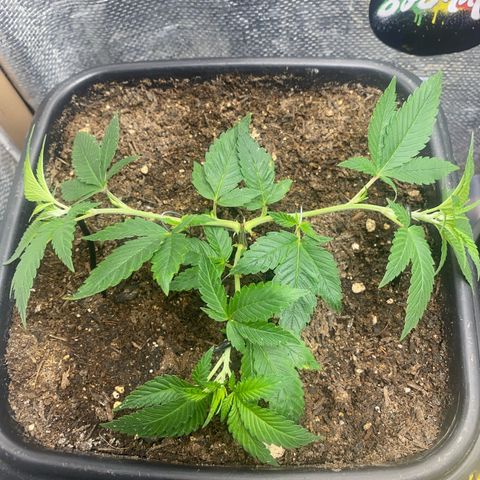 Clone#2 - Purple Kush#4 - Foto - DentistaSeeds growlog timeline photo