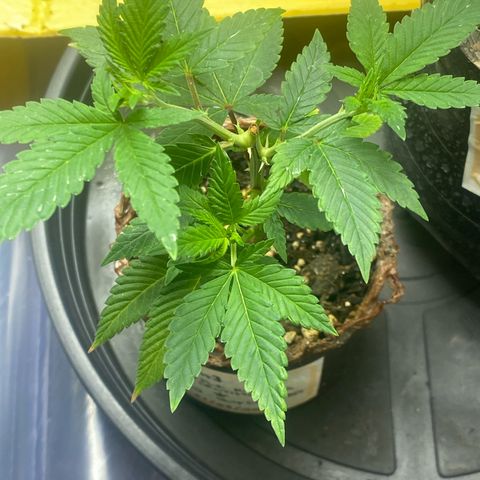 Clone#3 - Purple Kush#2 - Foto - DentistaSeeds growlog timeline photo