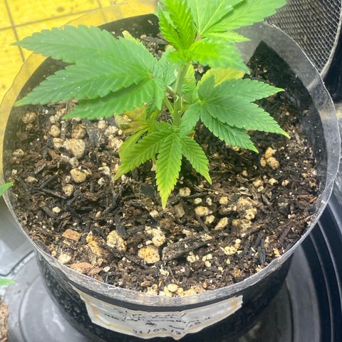 Clone#8 - Purple Kush#4 - Foto - DentistaSeeds growlog timeline photo
