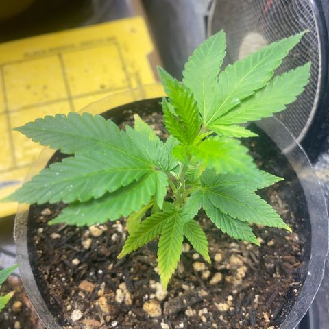 Clone#8 - Purple Kush#4 - Foto - DentistaSeeds growlog timeline photo