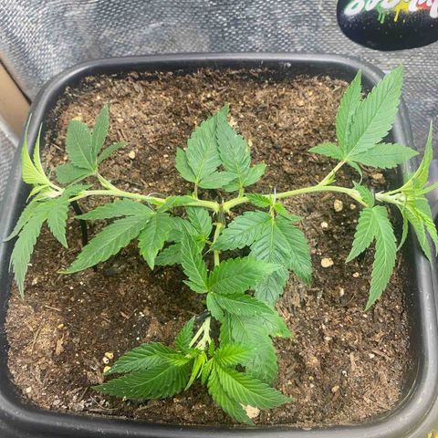 Clone#2 - Purple Kush#4 - Foto - DentistaSeeds growlog timeline photo