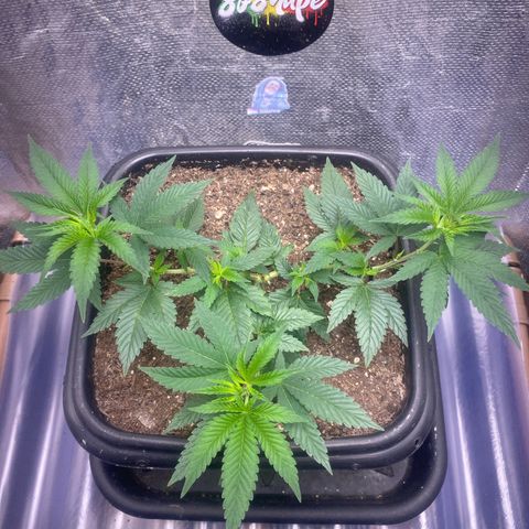 Clone#2 - Purple Kush#4 - Foto - DentistaSeeds growlog timeline photo