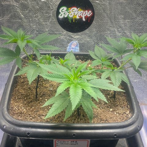 Clone#2 - Purple Kush#4 - Foto - DentistaSeeds growlog timeline photo