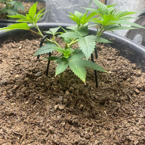 Clone#3 - Purple Kush#2 - Foto - DentistaSeeds growlog timeline photo