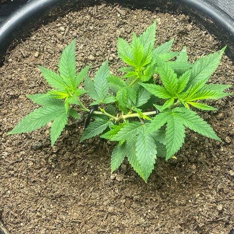 Clone#3 - Purple Kush#2 - Foto - DentistaSeeds growlog timeline photo