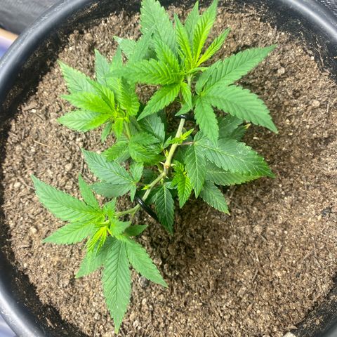Clone#3 - Purple Kush#2 - Foto - DentistaSeeds growlog timeline photo