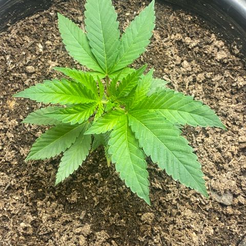 Clone#8 - Purple Kush#4 - Foto - DentistaSeeds growlog timeline photo