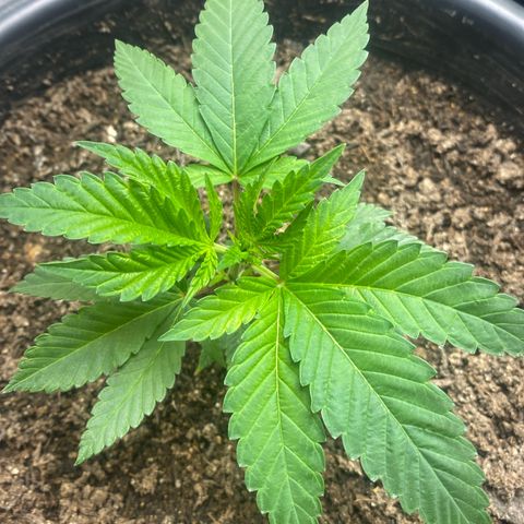 Clone#8 - Purple Kush#4 - Foto - DentistaSeeds growlog timeline photo