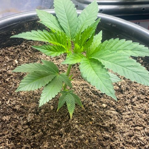 Clone#8 - Purple Kush#4 - Foto - DentistaSeeds growlog timeline photo