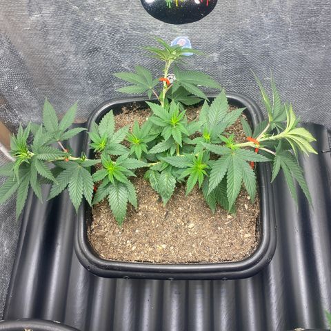 Clone#2 - Purple Kush#4 - Foto - DentistaSeeds growlog timeline photo