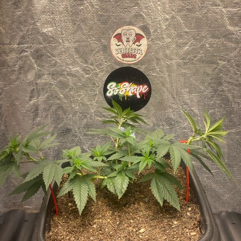 Clone#2 - Purple Kush#4 - Foto - DentistaSeeds growlog timeline photo