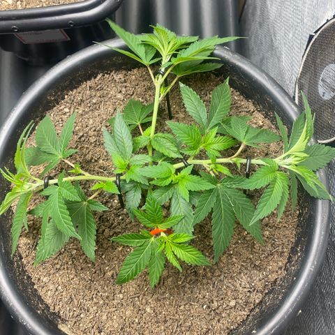 Clone#3 - Purple Kush#2 - Foto - DentistaSeeds growlog timeline photo