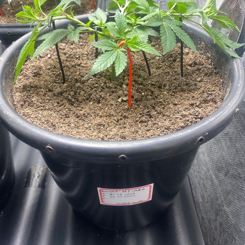 Clone#3 - Purple Kush#2 - Foto - DentistaSeeds growlog timeline photo