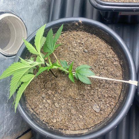 Clone#8 - Purple Kush#4 - Foto - DentistaSeeds growlog timeline photo