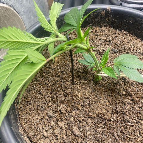 Clone#8 - Purple Kush#4 - Foto - DentistaSeeds growlog timeline photo
