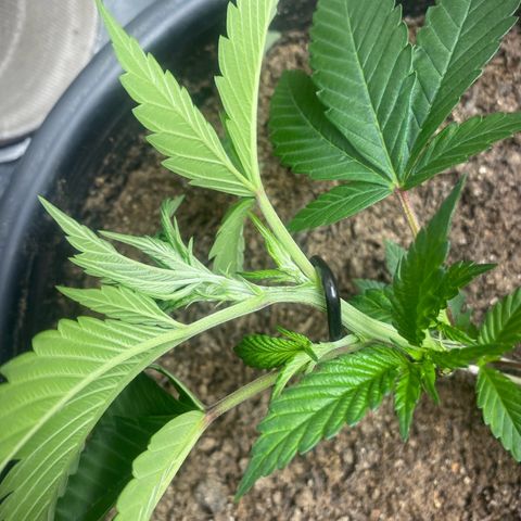 Clone#8 - Purple Kush#4 - Foto - DentistaSeeds growlog timeline photo