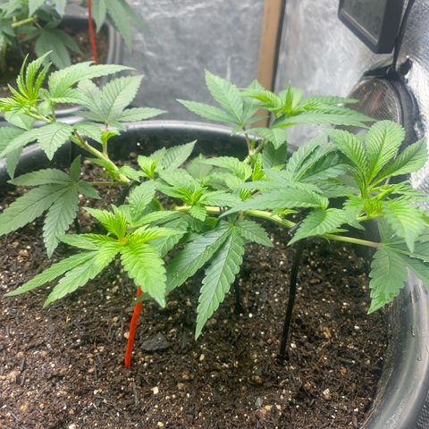 Clone#3 - Purple Kush#2 - Foto - DentistaSeeds growlog timeline photo