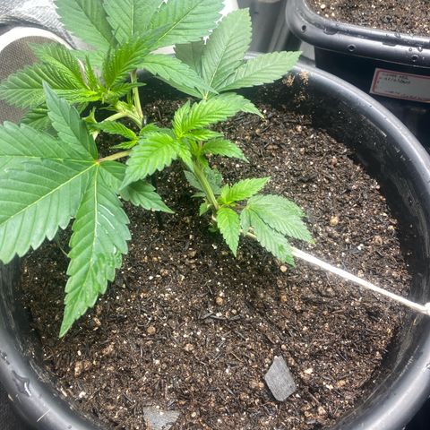 Clone#8 - Purple Kush#4 - Foto - DentistaSeeds growlog timeline photo