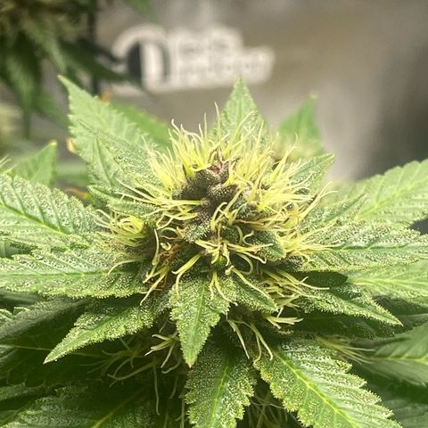 2ª - Purple Kush - Foto - DentistaSeeds growlog timeline photo