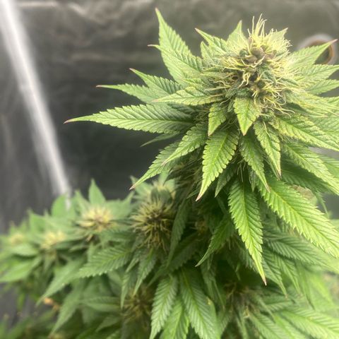 2ª - Purple Kush - Foto - DentistaSeeds growlog timeline photo